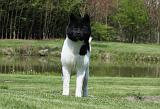 AKITA AMERICAIN 425
